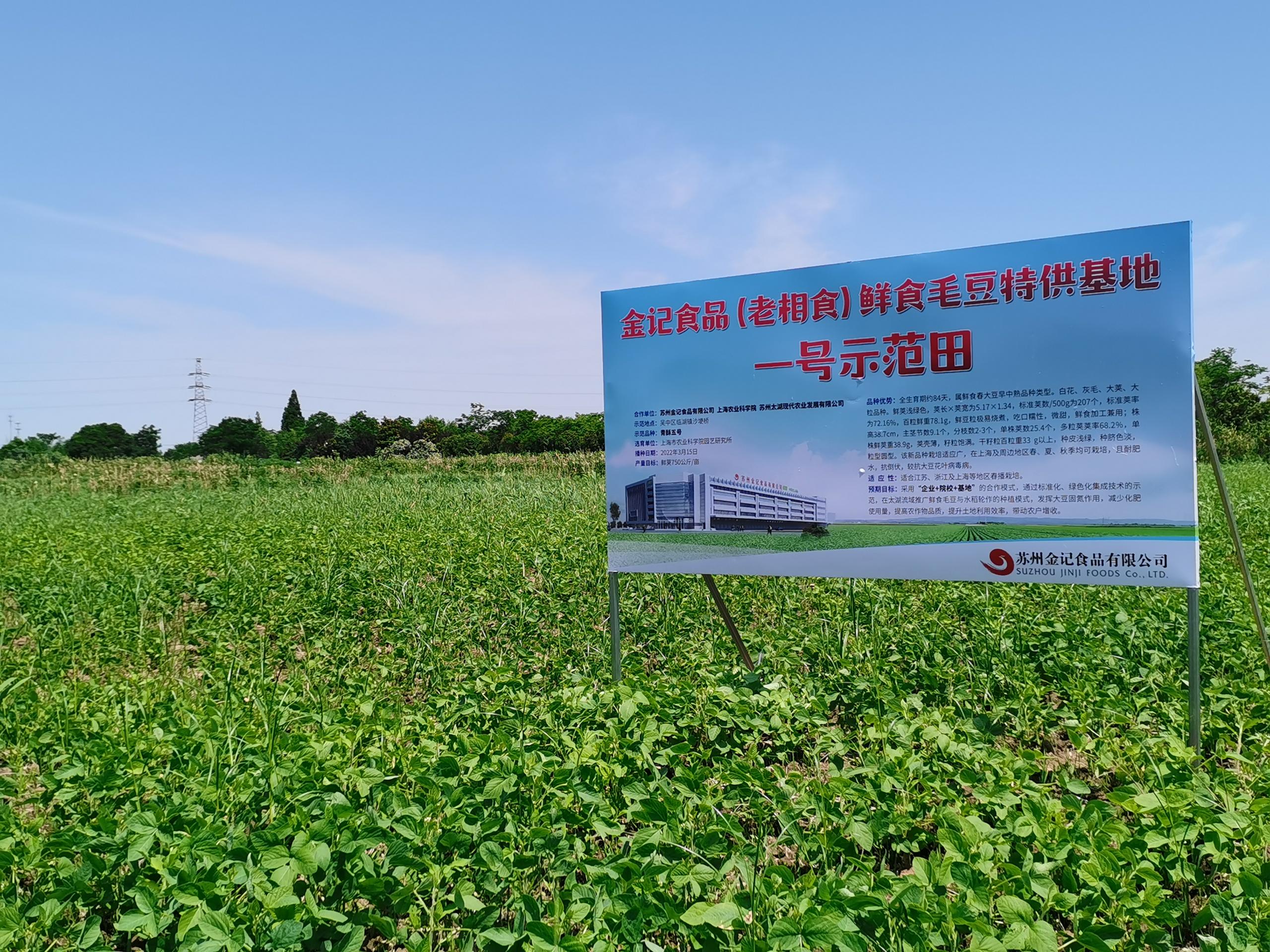 老相食太湖绿色鲜食毛豆基地丰收在望